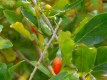 Goji-Beere - Lycium barbarum - 3 L-Container, Liefergre 80/100 cm