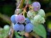 Heidelbeere 'Bluecrop' - Vaccinium corymbosum 'Bluecrop' - 3 L-Container, Liefergre 60/80 cm