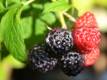 Schwarze Himbeere 'Black Jewel' - Rubus idaeus 'Black Jewel' - 3 L-Container, Liefergröße 40/60 cm