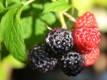 Schwarze Himbeere 'Black Jewel' - Rubus idaeus 'Black Jewel' - 3 L-Container, Liefergre 40/60 cm