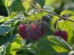 Sommerhimbeere 'Glen Ample'(S) - Rubus idaeus 'Glen Ample'(S) - 3 L-Container, Liefergröße 40/60 cm