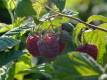 Sommerhimbeere 'Glen Ample'(S) - Rubus idaeus 'Glen Ample'(S) - 3 L-Container, Liefergre 40/60 cm