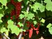 Rote Ribisel/Johannisbeere 'Tatran' - Ribes rubrum 'Tatran' - 5 L-Container, Liefergröße 40/60 cm