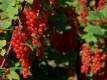 Rote Ribisel/Johannisbeere 'Augustus' - Ribes rubrum 'Augustus' - 5 L-Container, Liefergröße 40/60 cm