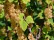 Weie Ribisel/Johannisbeere 'Werdavia' - Ribes sativum 'Werdavia' - 5 L-Container, Liefergre 40/60 cm