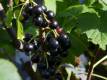Schwarze Ribisel/Johannisbeere 'Ben Sarek' - Ribes nigrum 'Ben Sarek' - 5 L-Cotainer, Liefergröße 40/60 cm