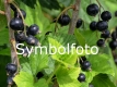 Schwarze Ribisel/Johannisbeere 'Ben Tirran'(S) - Ribes nigrum 'Ben Tirran'(S) - 5 L-Container, Liefergröße 60/80 cm