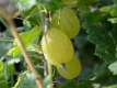 Grüne Stachelbeere 'Mucurines' - Ribes uva-crispa 'Mucurines' - 5 L-Container, Liefergröße 60/80 cm