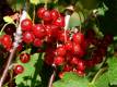Rote Ribisel/Johannisbeere 'Rondom' - Ribes rubrum 'Rondom' - 5 L-Container, Liefergröße 60/80 cm