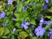 Kleinblttriges Immergrn 'Bowles Variety' - Vinca minor 'Bowles Variety' - 0,5 L-Container