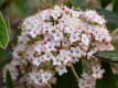 Prager Schneeball - Viburnum x pragense - 3 L-Container, Liefergre 40/60 cm