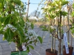 Zwergbirne 'Zwergenstar' - Pyrus communis 'Zwergenstar' - 7 L-Container, Liefergre 60/80 cm
