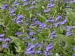 Bartblume 'Kew Blue' - Caryopteris clandonensis 'Kew Blue' - Bartblume - 7,5 L-Container