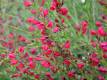 Edelginster 'Boskoop Ruby' - Cytisus scoparius 'Boskoop Ruby' - 3 L-Container, Liefergre 40/60 cm