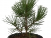 Schlangenhautkiefer - Pinus heldreichii var. leucodermis - 4 L-Container, Liefergröße 30/40 cm