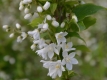 Maiblumenstrauch - Deutzia gracilis - 7,5 L-Container, Liefergre 40/60 cm