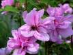 Hibiskus 'Ardens' - Hibiscus syriacus 'Ardens' - 3 L-Container, Liefergre 80/100 cm