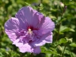 Hibiskus 'Lavender Chiffon' - Hibiscus syriacus 'Lavender Chiffon' - 2,5 L-Container, Liefergre 80/100 cm