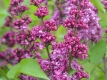 Edelflieder 'Charles Joly' - Syringa vulgaris 'Charles Joly' - 3 L-Container, Liefergre 40/60 cm