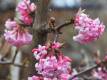 Winter-Schneeball 'Charles Lamont' - Viburnum x bodnantense 'Charles Lamont' - 3 L-Container, Liefergre 60/80 cm