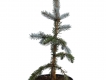 Silberfichte 'Hoopsii' - Picea pungens 'Hoopsii' - 4 L-Container, Liefergröße 60/80 cm