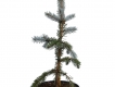 Silberfichte 'Hoopsii' - Picea pungens 'Hoopsii' - 4 L-Container, Liefergre 60/80 cm