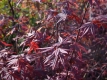 Roter Fächer-Ahorn 'Atropurpureum' - Acer palmatum 'Atropurpureum' - 2 L-Container, Liefergröße 60/80 cm