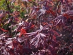 Roter Fcher-Ahorn 'Atropurpureum' - Acer palmatum 'Atropurpureum' - 2 L-Container, Liefergre 60/80 cm