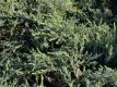 Kriechwacholder 'Repanda' - Juniperus communis 'Repanda' - 3 L-Container, Liefergröße 20/30 cm