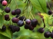 Apfelbeere 'Hugin' - Aronia melanocarpa 'Hugin' - 3 L-Container, Liefergre 80/100 cm