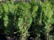 Lebensbaum 'Dark Embers' - Thuja occidentalis 'Dark Embers'(S) - 3 L- Container, Liefergre 40/60 cm