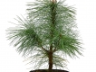 Tränenkiefer - Pinus wallichichiana - 3 L-Container, Liefergröße 60/80 cm