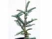 Silber-Tanne - Abies procera 'Glauca' - 5 L-Container, Liefergre 40/60 cm