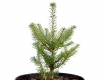 Korea-Tanne - Abies koreana - 5 L-Container, Liefergre 30/40 cm