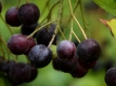 Apfelbeere 'Aron' - Aronia melanocarpa 'Aron' - 3 L-Container, Liefergre 60/80 cm