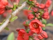 Zierquitte 'Rubra Grandiflora' - Chaenomeles japonica 'Rubra Grandiflora' - 3 L-Container, Liefergre 40/60 cm