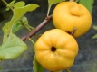 Zierquitte 'Cido' - Chaenomeles japonica 'Cido' - 3 L-Container, Liefergre 40/60 cm