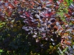 Roter Perckenstrauch 'Royal Purple' - Cotinus coggygria 'Royal Purple' - 7,5-10 L-Container, Liefergre 100/125 cm