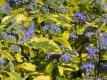 Bartblume 'Summer Sorbet' - Caryopteris clandonensis 'Summer Sorbet' - 7,5 L-Container