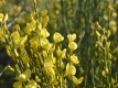 Elfenbeinginster 'Allgold' - Cytisus praecox 'Allgold' - 2 L-Container, Liefergre 40/60 cm