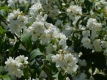 Gefllter Sternchenstrauch 'Candidissima' - Deutzia scabra 'Candidissima' - 7,5 L-Container, Liefergre 100/150 cm