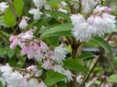 Gefllter Sternchenstrauch 'Plena' - Deutzia scabra 'Plena' - 7,5 L-Container, Liefergre 100/150 cm