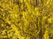 Goldglckchen/Forsythie 'Spectabilis' - Forsythia x intermedia 'Spectabilis' - 3 L-Container, Liefergre 100/150 cm