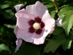 Garteneibisch 'Mathilda' - Hibiscus syriacus 'Mathilda' - 3 L-Container, Liefergre 60/80 cm