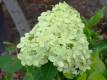 Rispenhortensie 'Limelight' - Hydrangea paniculata 'Limelight' - 5-7,5 L-Container, Liefergre 40/60 cm