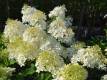 Rispenhortensie 'Phantom' - Hydrangea paniculata 'Phantom' - 3 L-Container, Liefergre 60/80 cm