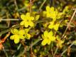 Winterjasmin - Jasminum nudiflorum - 3 L-Container, Liefergre 80/100 cm