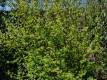 Alpen-Johannisbeere - Ribes alpinum - 3 L-Container, Liefergre 80/100 cm