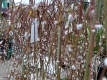 Hängende Palmweide 'Pendula' - Salix caprea 'Pendula' - 5 L-Container, Stammhöhe 80 cm