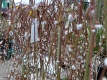 Hngende Palmweide 'Pendula' - Salix caprea 'Pendula' - 5 L-Container, Stammhhe 80 cm